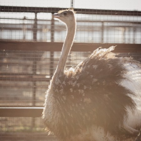 Страусиная ферма