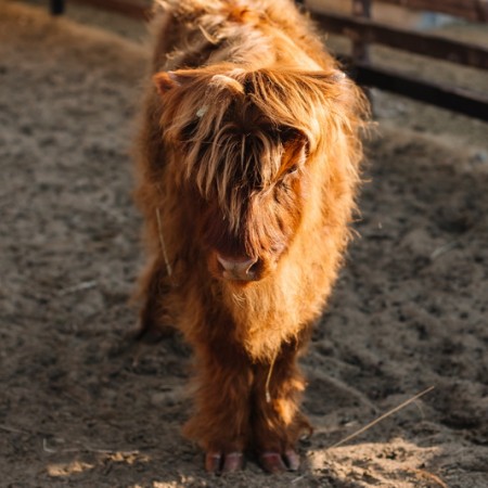 Общение с животными