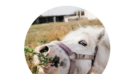 Когда к нам можно приехать в гости?