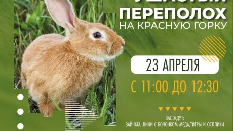 Ушастый переполох на Красную горку