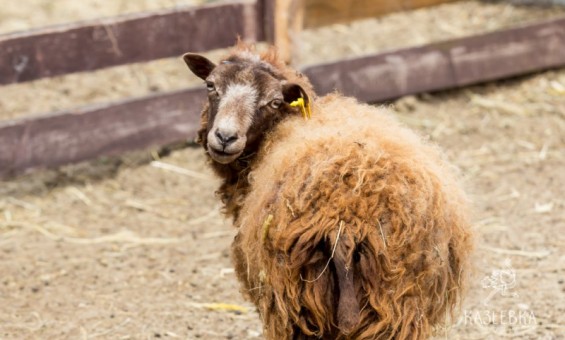 Групповая экскурсия
